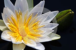 White Star Lotus Waterlily With Flower Bulb Nymphaea nouchali