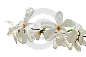 White star magnolia flowers isolated