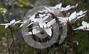 White star shaped flowers