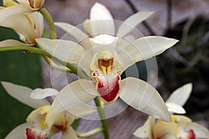 White star shaped orchid