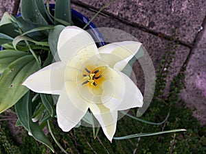 White star-shaped tulip om patio