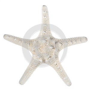 White starfish