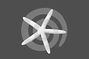 White starfish isolated on a gray background