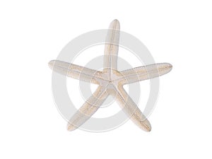 White starfish isolated on white background.