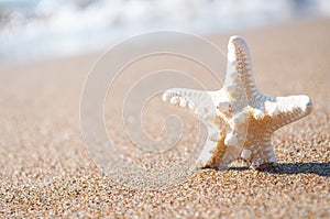 White starfish on sunny tropical beach