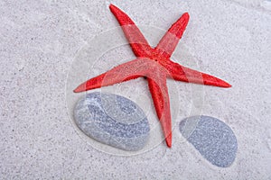 White starfishes and two shells on a sand