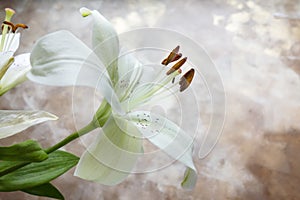 White Stargazer Lily