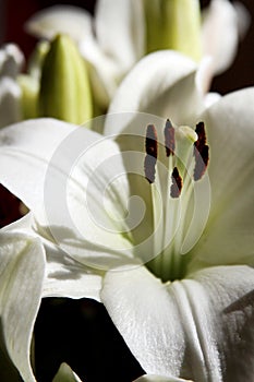 White Stargazer Lily in the Sunlight