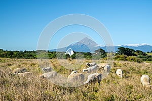 White steel Te Rewa Rewa Bridge landmark in Taranaki