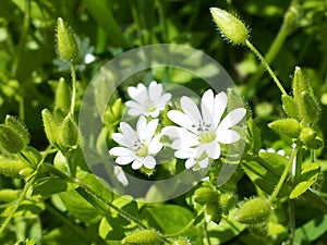 White Stellaria holostea flowers