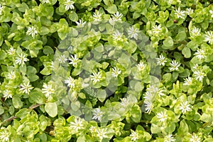 White Stellaria Media Flowers photo