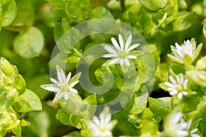 White Stellaria Media Flowers photo