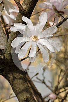 White stellate magnolia