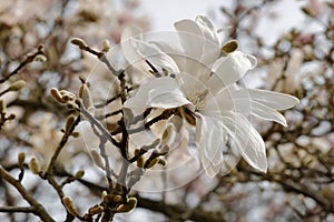 White stellate magnolia