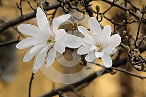 White stellate magnolia
