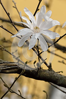 White stellate magnolia