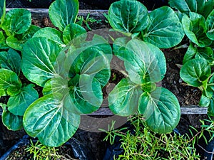 White Stem Bok Choy (Brassica Rapa Subsp. Chinensis)