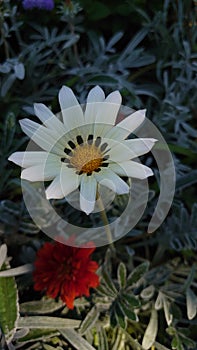 White stem garden flower in full bloom open for pollination