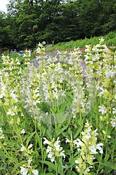 White steppe sage, Salvia nemorosa, flower sage, sage,