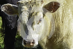White stocker calf up close photo