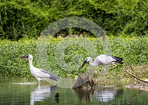 White stocks in widerness