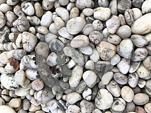 White stone background of the beach rocks