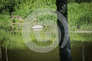 White stone on the bank of river Neris sitting on brown water with green trees reflections with visible black blurred