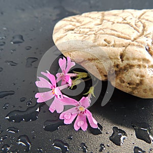 White stone with red flowers and drops of water on a black background