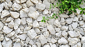 White stone wall with green plant on it. Background and texture.