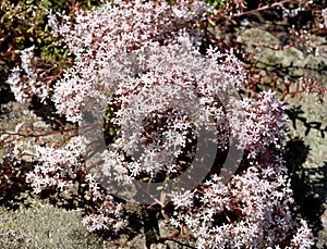 White stonecrop, Sedum, album