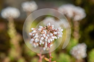 White stonecrop (sedum album) flowers