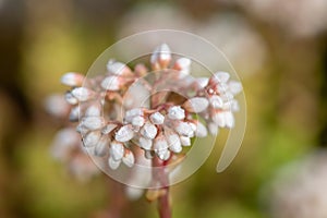 White stonecrop (sedum album) flowers