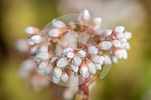 White stonecrop (sedum album) flowers