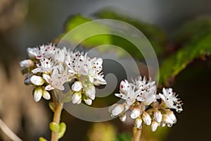 White stonecrop (sedum album) flowers