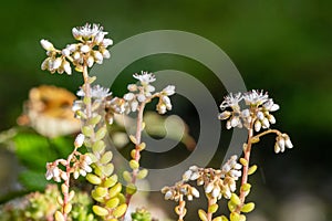 White stonecrop (sedum album) flowers