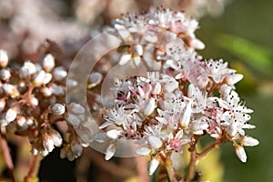 White stonecrop (sedum album) flowers