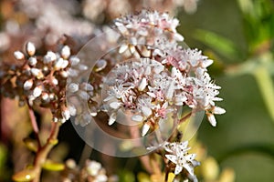 White stonecrop (sedum album) flowers