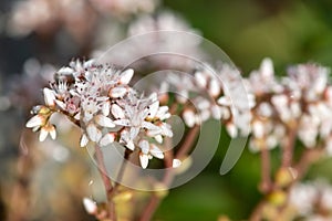 White stonecrop (sedum album) flowers