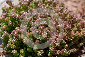 White stonecrop (sedum album) flowers