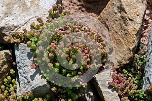 White stonecrop (sedum album) flowers