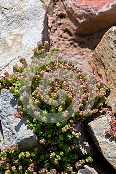 White stonecrop (sedum album) flowers