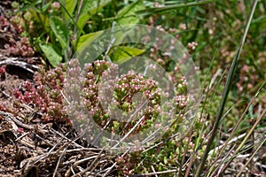 White stonecrop (sedum album) flowers