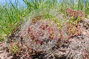 White stonecrop (sedum album) flowers