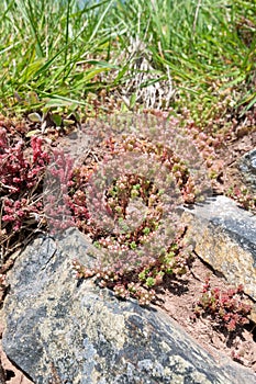 White stonecrop (sedum album) flowers