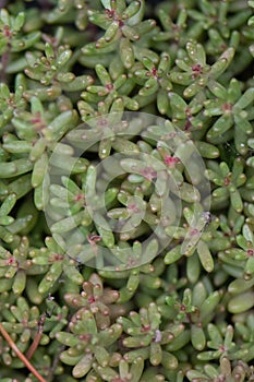 White stonecrop, Sedum album, mat forming plant