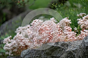 White stonecrop Sedum album, white flowering plants