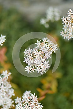 White stonecrop, Sedum album, white flowering plants starry flowers