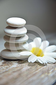 White stones and daisy flower wellnes concept