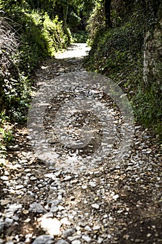 White stones laid down on a small path leading through the bushes with shady trees. The stones are levelled to have a relatively s