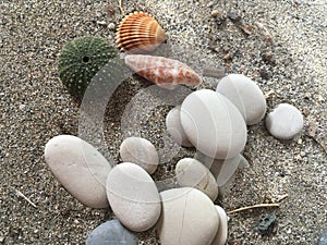 White stones sea urchin adn shells on the sand